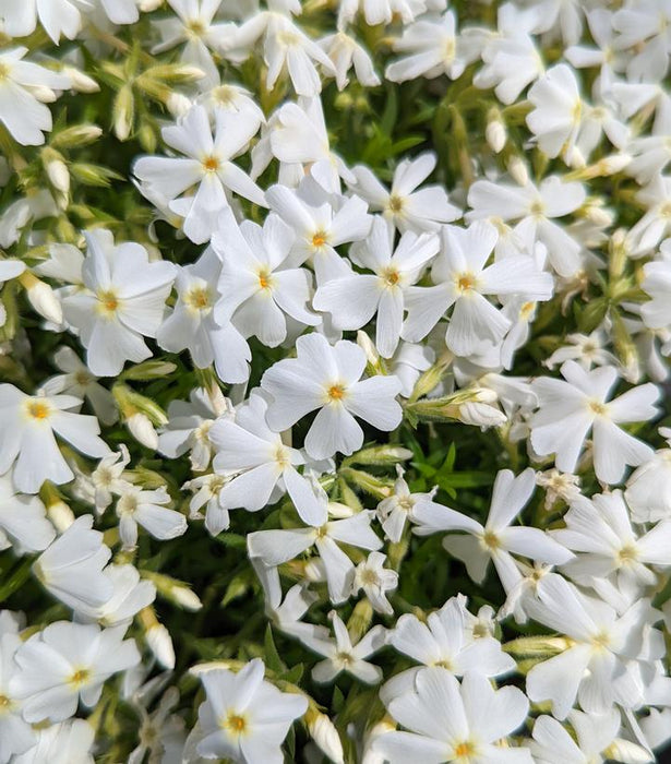 Spring White Moss Phlox