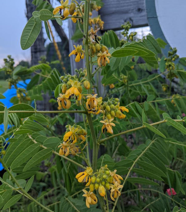 Wild Senna