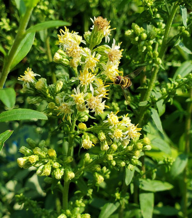 White Goldenrod