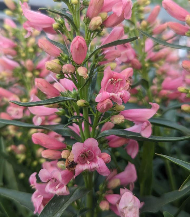 Pristine Pink Beardtongue