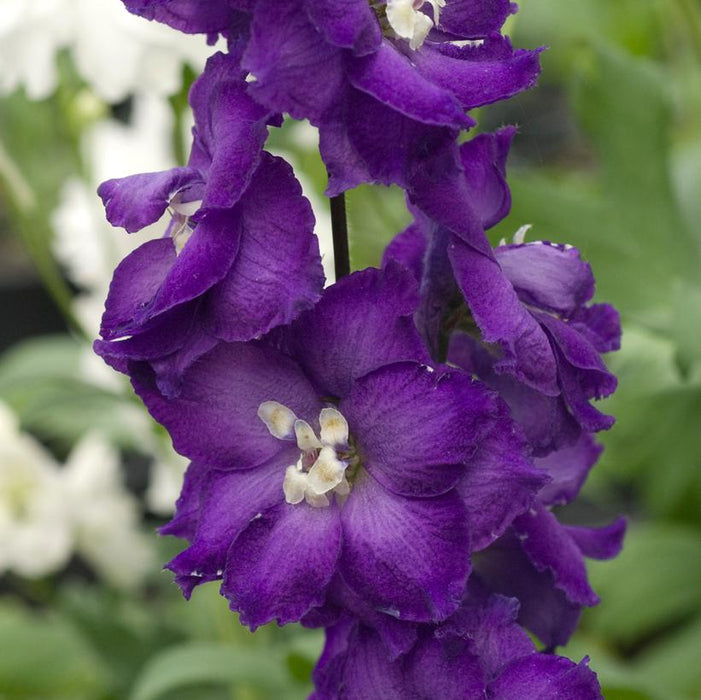 New Millennium™ Purple Passion Delphinium