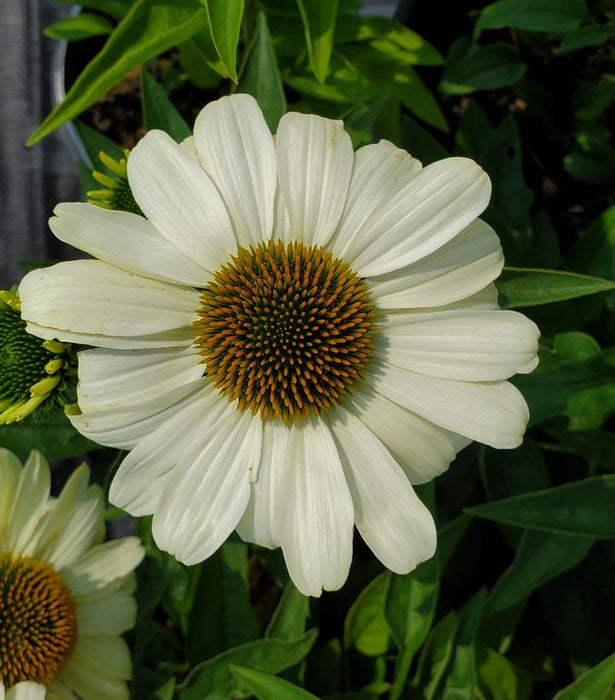 Color Coded® The Price Is White Coneflower