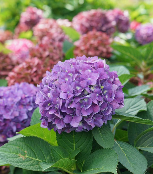 Let's Dance ¡Arriba!® Hydrangea