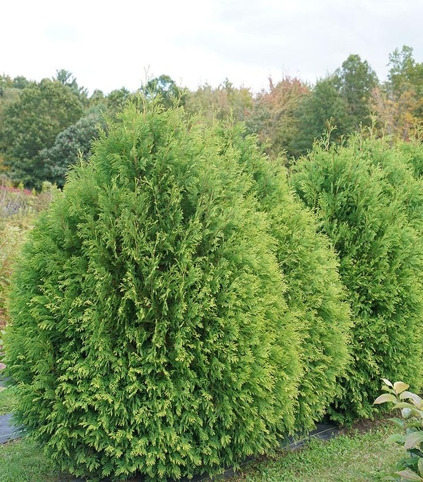 Cheer Drops® Arborvitae