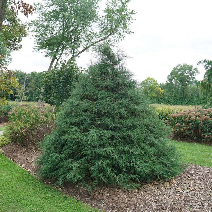 Haywire® False Cypress