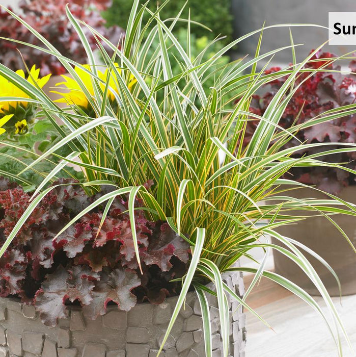 EverColor® Everglow Sedge