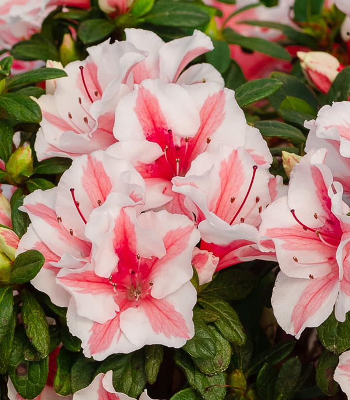 Autumn Starburst Encore Azalea - 3 Gallon (1.5-2ft) — Gardens of the World