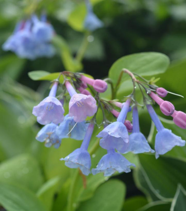 Virginia Bluebells