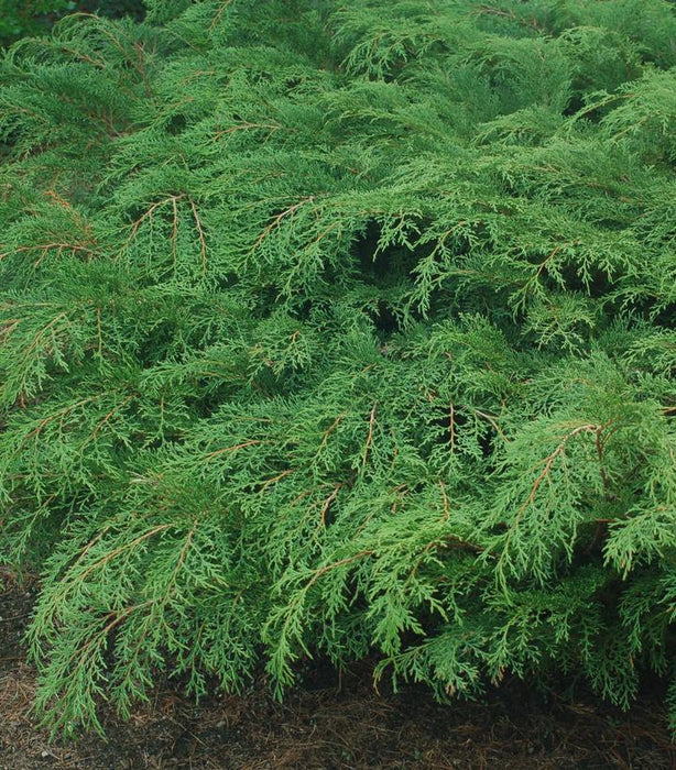 Russian Cypress