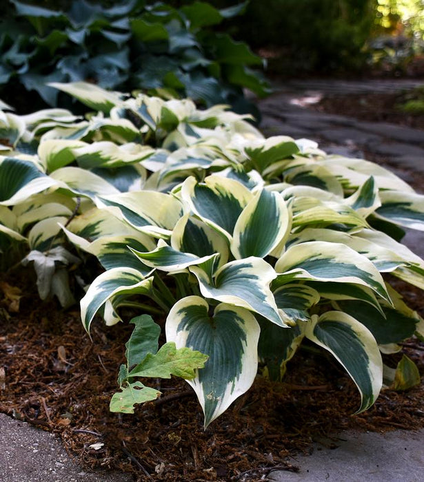 Blue Ivory Hosta