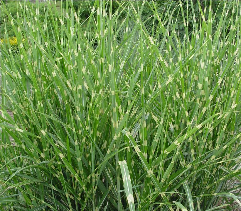 Porcupine Grass — Gardens of the World