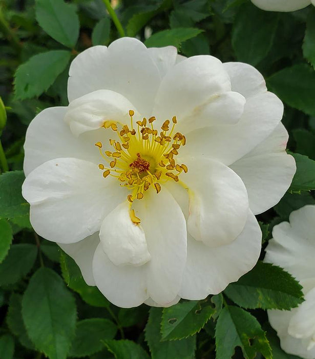 Elegance® Oscar Peterson™ Rose