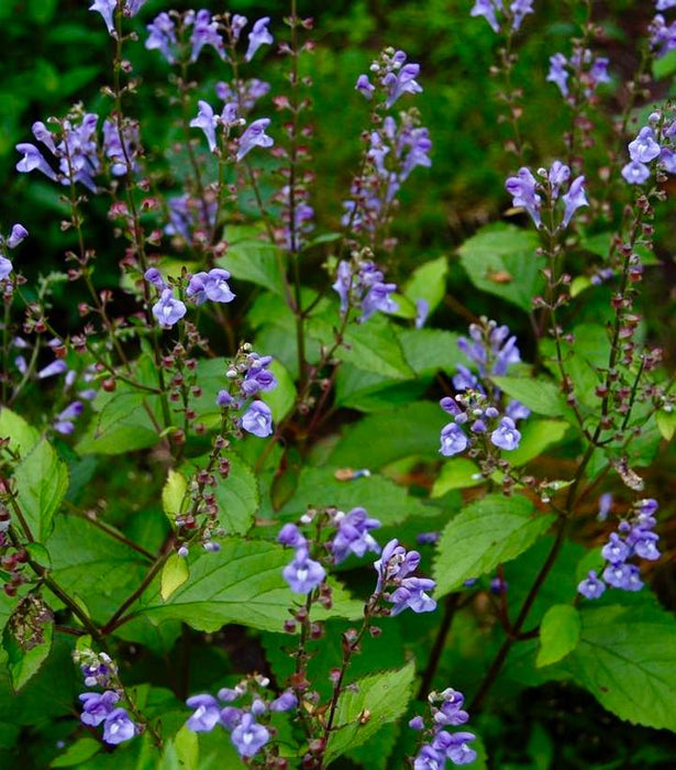 Appalachian Blues Skullcap