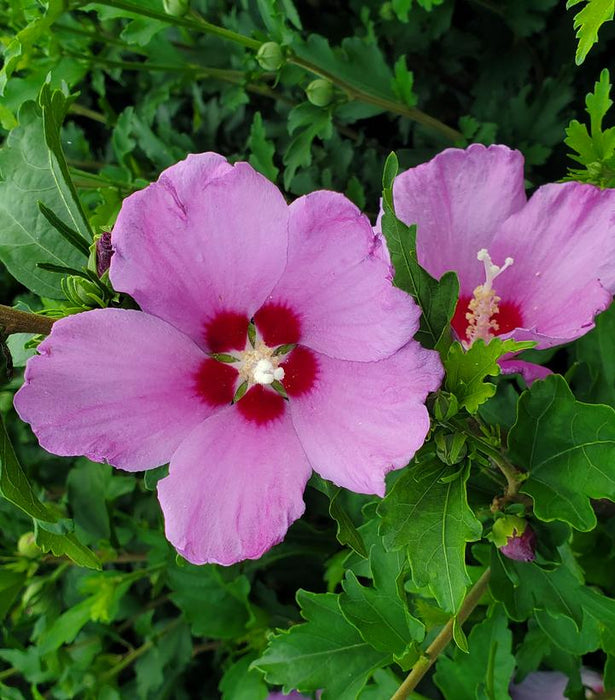 French Cabaret Blush Rose of Sharon — Gardens of the World