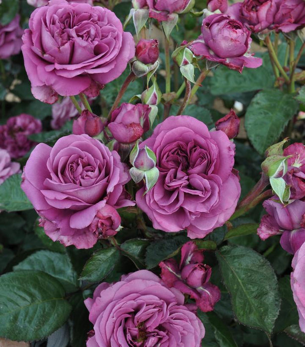 Sunbelt® Plum Perfect™ Rose