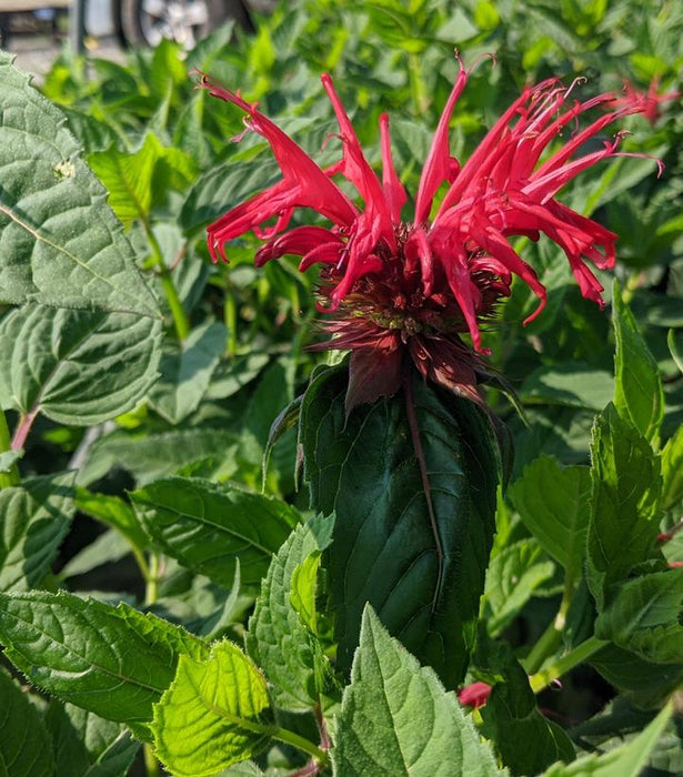 Jacob Cline Bee Balm