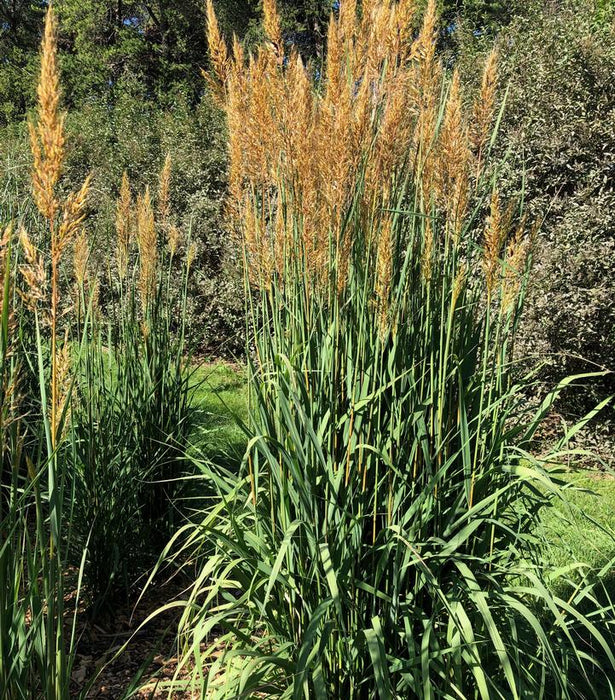 Golden Sunset™ Indian Grass