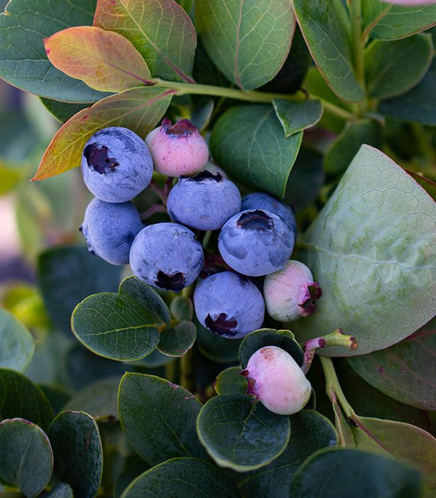 Silver Dollar® Blueberry