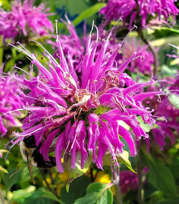 Blue Stocking Bee Balm