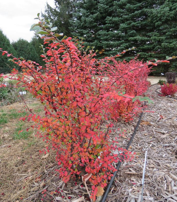 Autumn Inferno® Cotoneaster