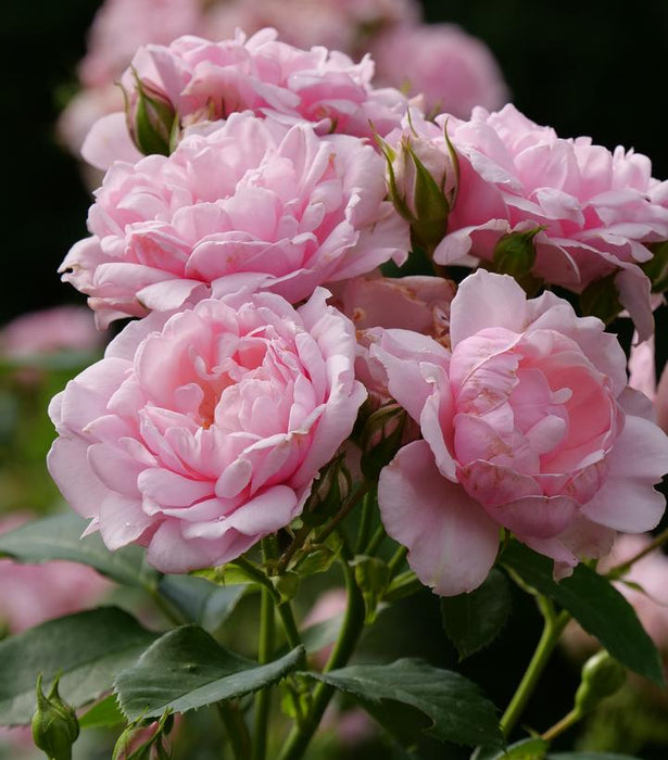 Reminiscent® Pink Rose