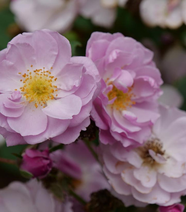 Rise Up Lilac Days® Mini Climber Rose