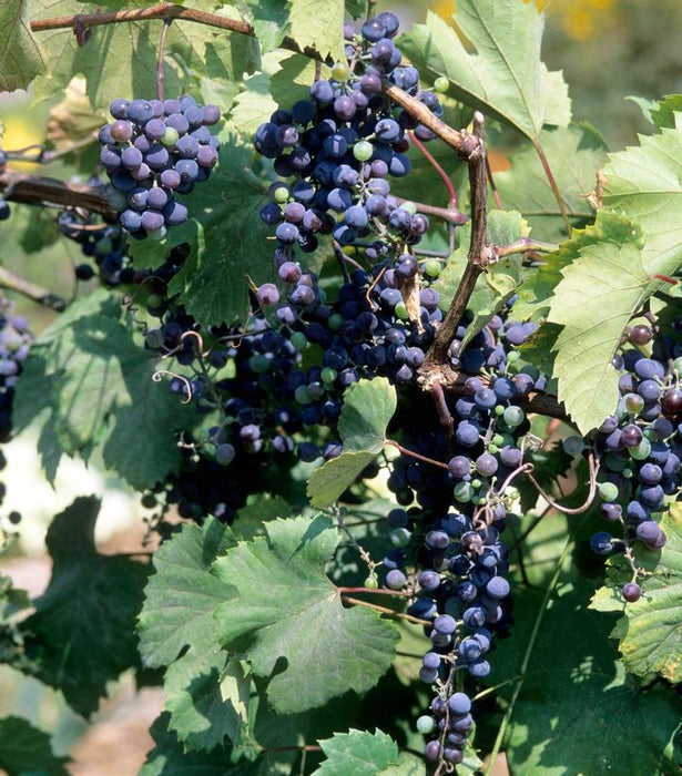 Frontenac™ Grape Vine