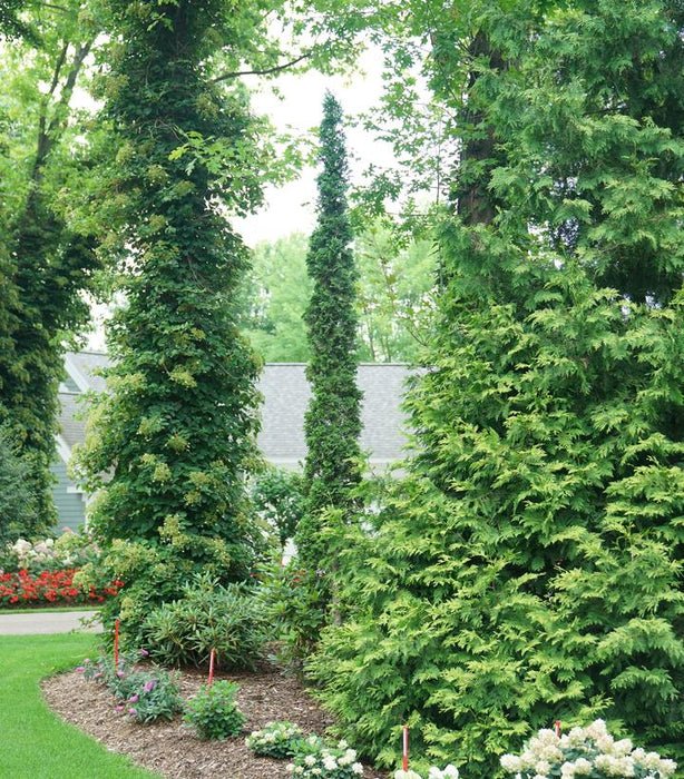 Sting® Arborvitae