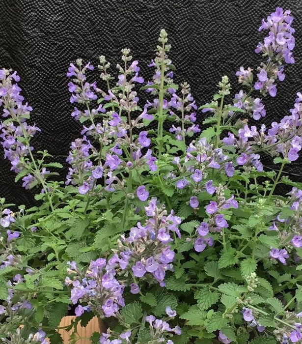 Sylvester Blue™ Catmint