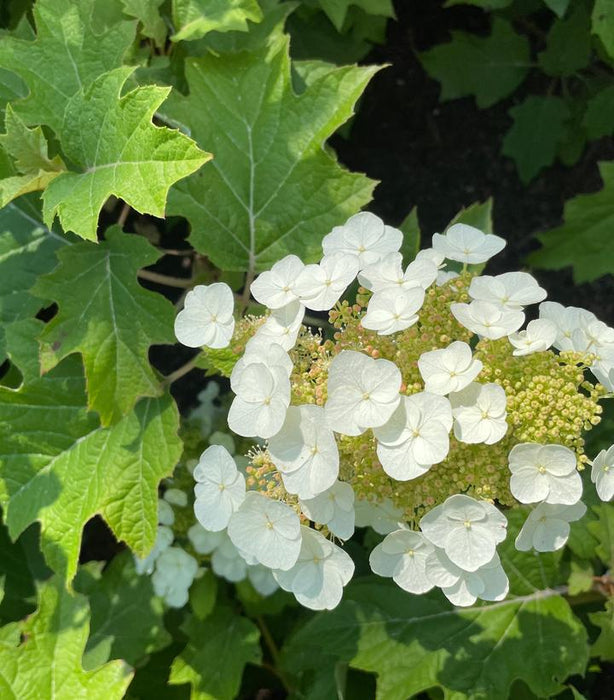 Toy Soldier™ Oakleaf Hydrangea