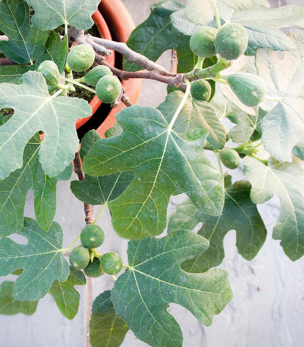 Fignomenal Fig Tree