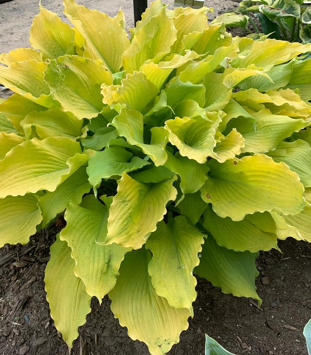 Shadowland Echo The Sun Hosta