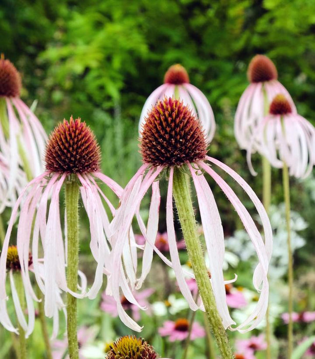 Pale Purple Coneflower