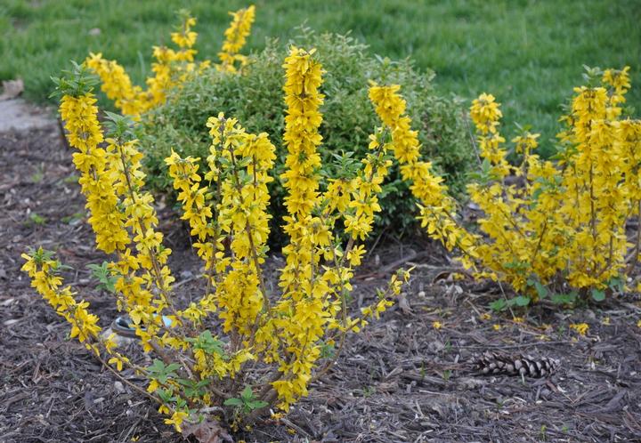 Magical® Gold Forsythia