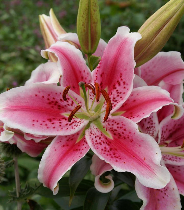 Stargazer Oriental Lily