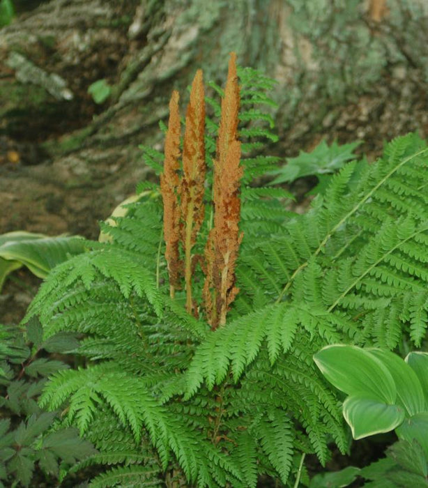 Cinnamon Fern