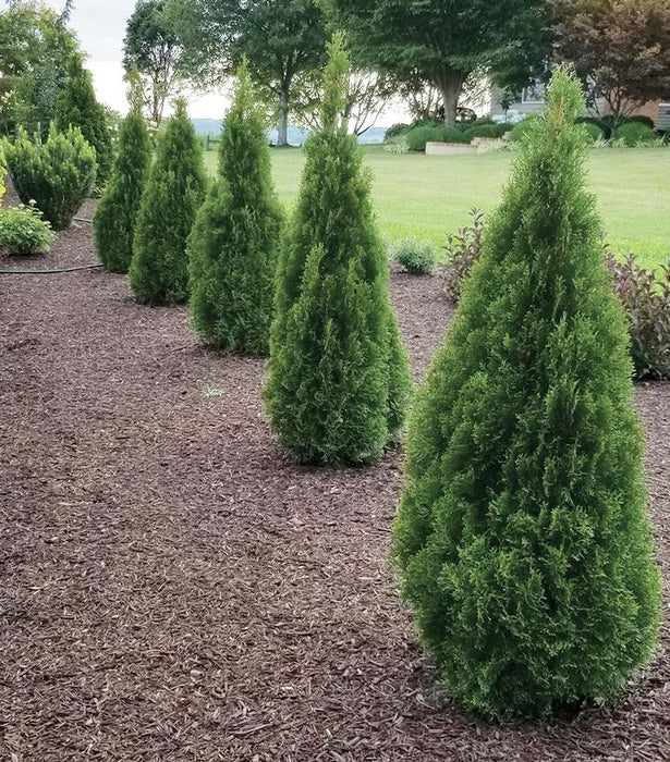 Emerald Squeeze Arborvitae