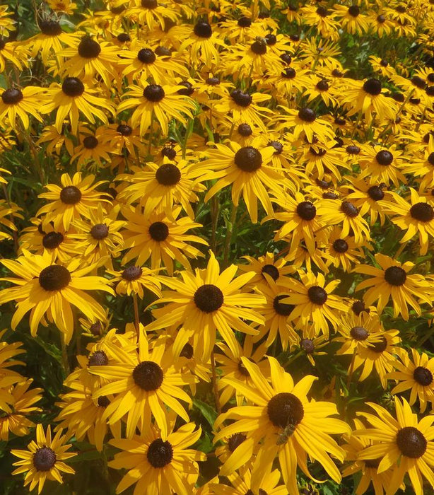 Goldblitz Black Eyed Susan