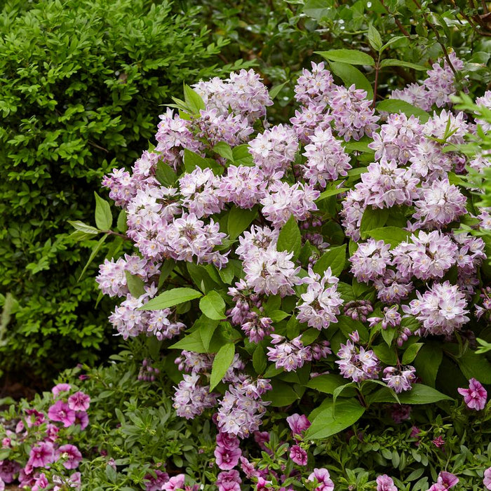 Raspberry Sundae Deutzia