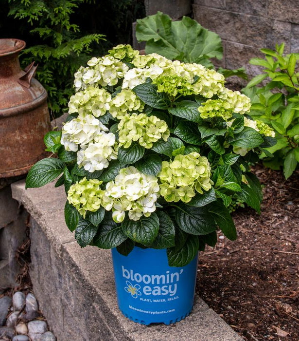 Grin and Tonic Hydrangea