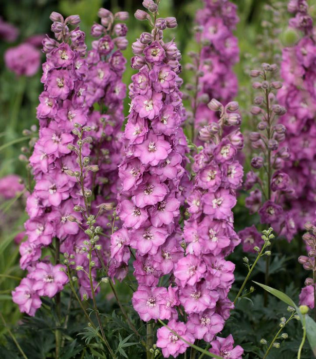 Delgenius™ Chantay Delphinium