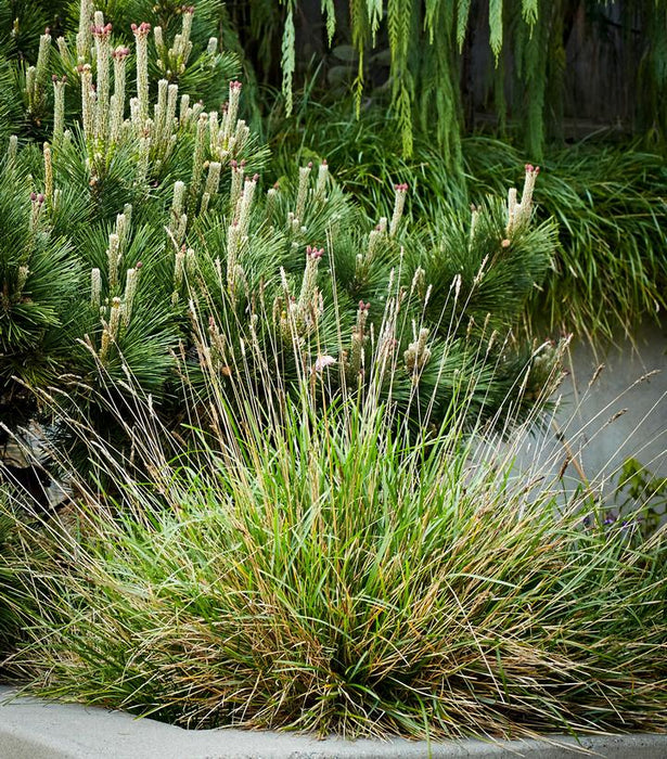 Greenlee's Hybrid Moor Grass