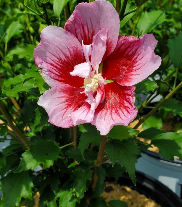 Red Pillar® Rose of Sharon