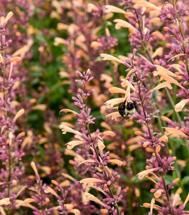 Meant To Bee Queen Nectorine Hyssop
