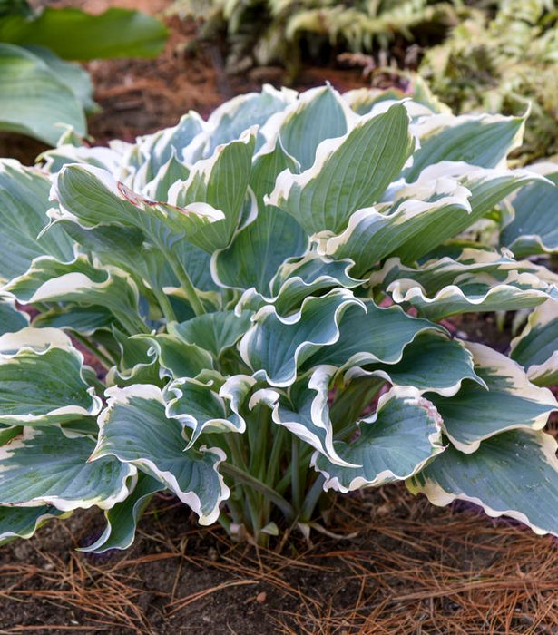 Shadowland Hope Springs Eternal Hosta