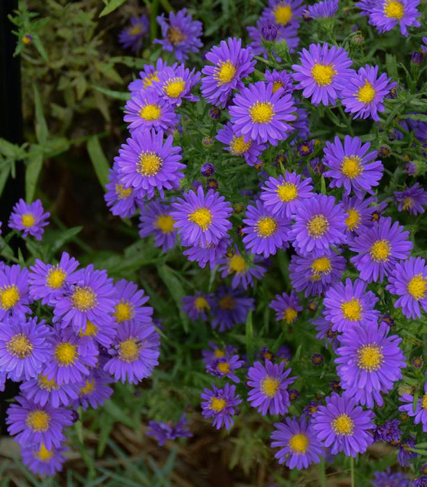 Kickin® Purple Aster