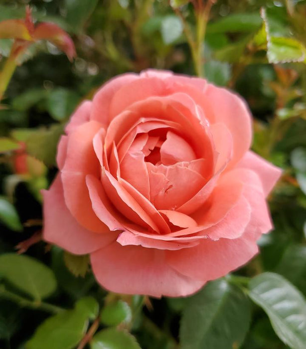 Orange Glow™ Knock Out® Rose