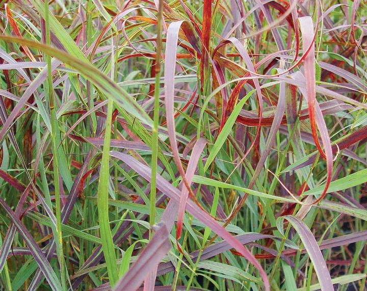 Ruby Ribbons Switch Grass