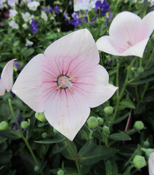 Astra White Balloon Flower