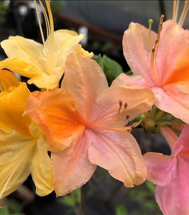 Garden Rainbow Azalea